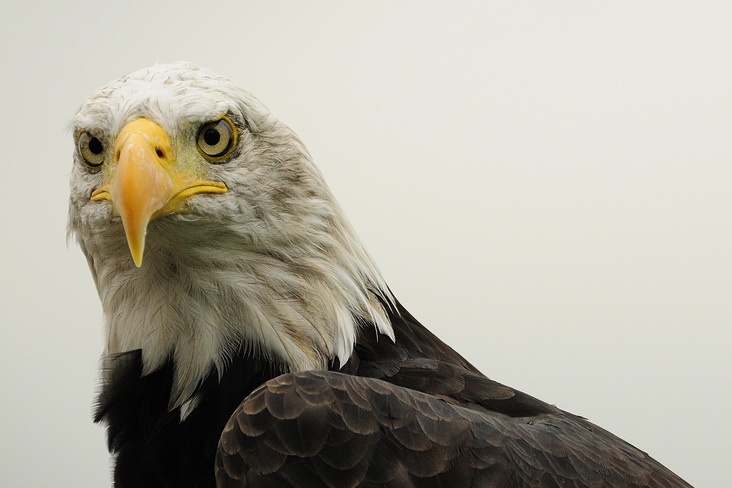 09. Visarend close_XL